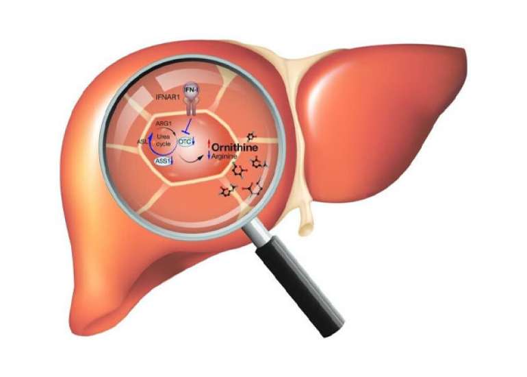 Liver- A Pivot of Metabolism