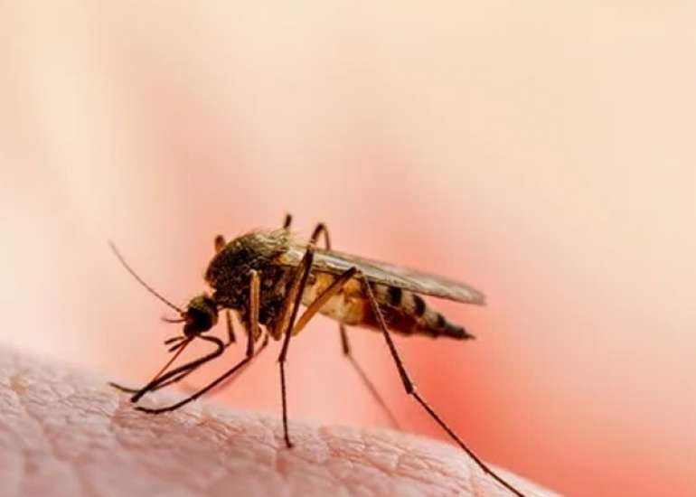 Malaria: Prevention and Treatment