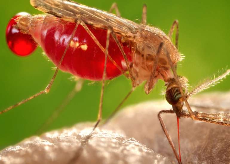 How to reduce the menace of mosquitoes?