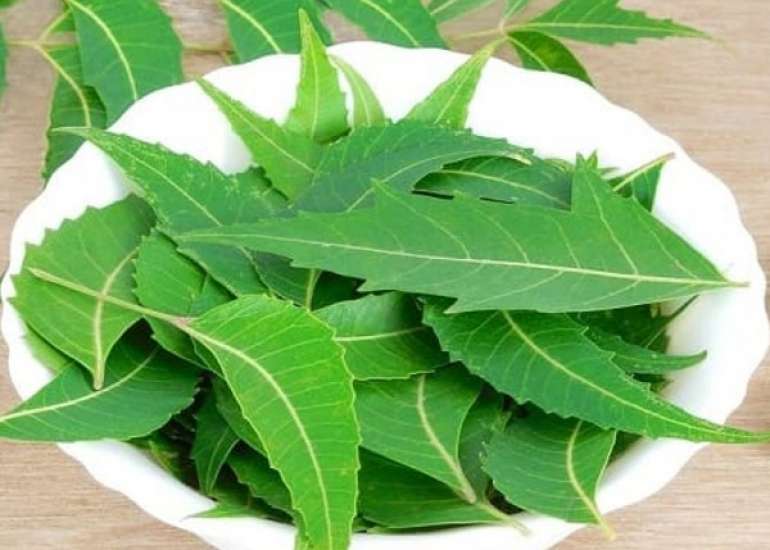 नीम के फायदे और नुकसान | Neem Ke Fayde Aur Nuksan in Hindi