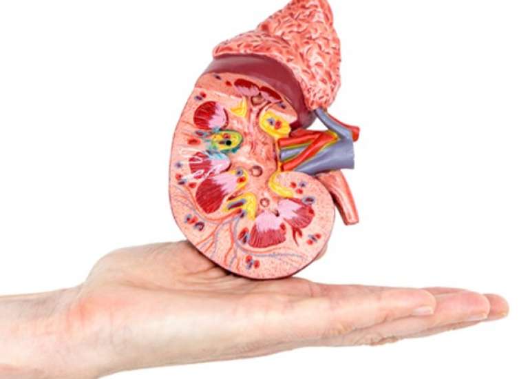 डायबिटिक नेफ्रोपैथी – विस्तार से जाने | Diabetic Nephropathy in Hindi