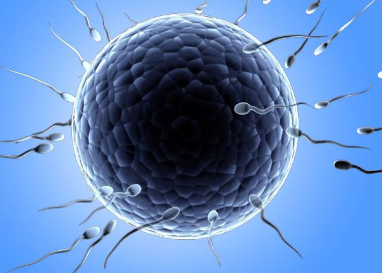 How long can we store the ova?