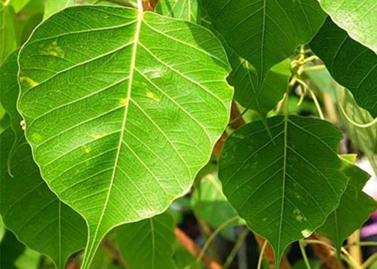 पीपल के फायदे और नुकसान | Benefits of Peepal Leaves in Hindi