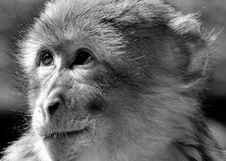 Is there a science behind the 100 monkey effect phenomena of the phenomena of a critical mass?