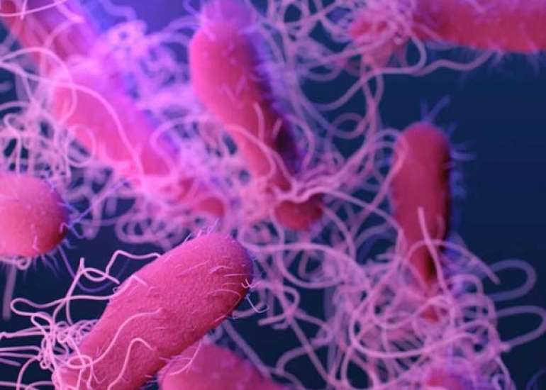 क्या साल्मोनेला संक्रमण  है? कारण, लक्षण और इलाज - Medtalks