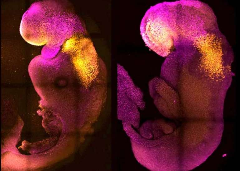 वैज्ञानिकों ने बिना वीर्य और अंडे के सिंथेटिक भ्रूण बनाया – धड़क रहा है दिल | Synthetic Embryo in Hindi