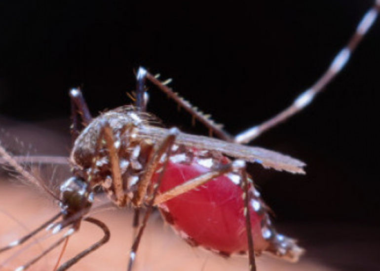 The Epidemiology of Dengue Fever: Global and Regional Burden of Disease