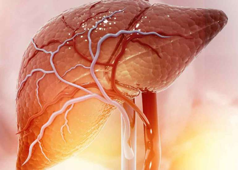 The Liver's Role in Post-convalescence