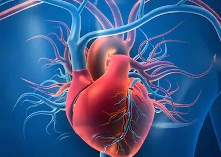 एंडोकार्टिटिस क्या है | Endocarditis in Hindi