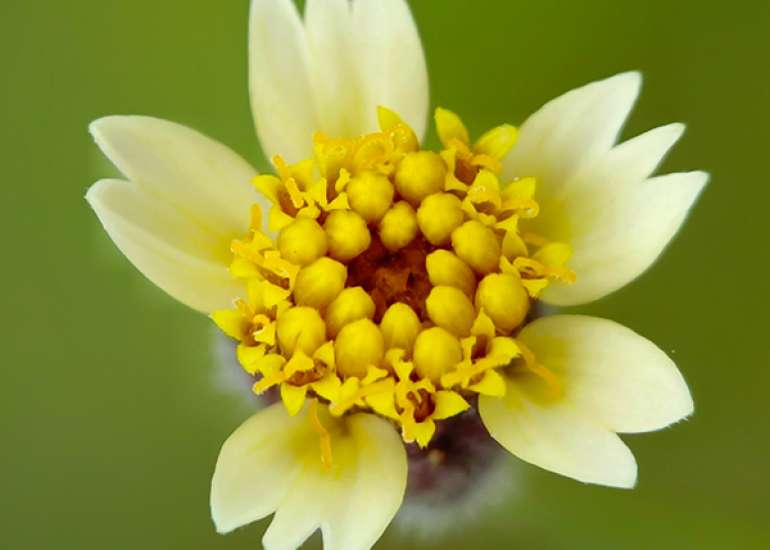 ट्राइडैक्स प्रोकम्बेन्स: पुरुषों में यौन स्वास्थ्य को बढ़ावा देने के लिए प्राकृतिक उपचार