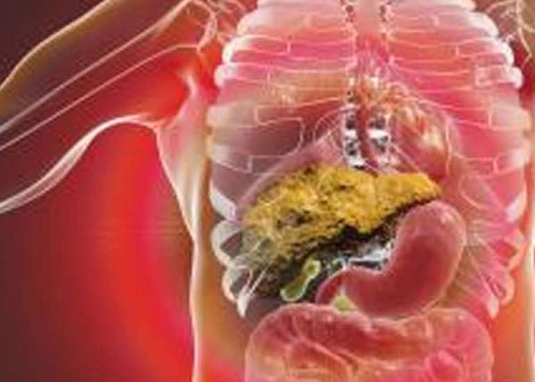 Understanding Liver Function: The Vital Organ in Your Body
