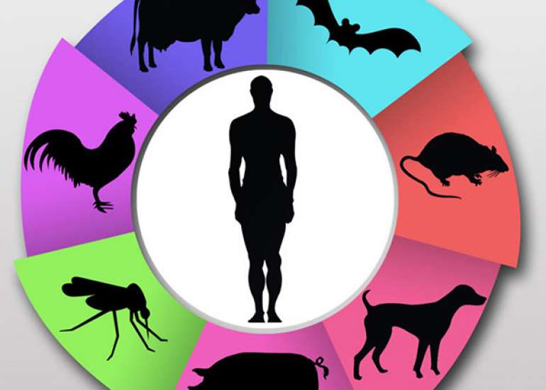What are the types of zoonotic diseases?
