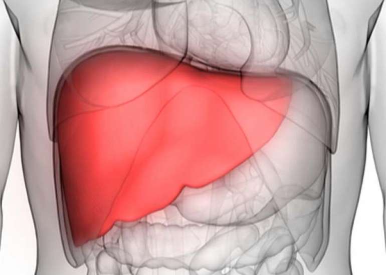 हृदय स्वास्थ्य पर फैटी लिवर रोग का क्या प्रभाव पड़ता है? | What Effect does Fatty Liver Disease have on Heart Health in Hindi