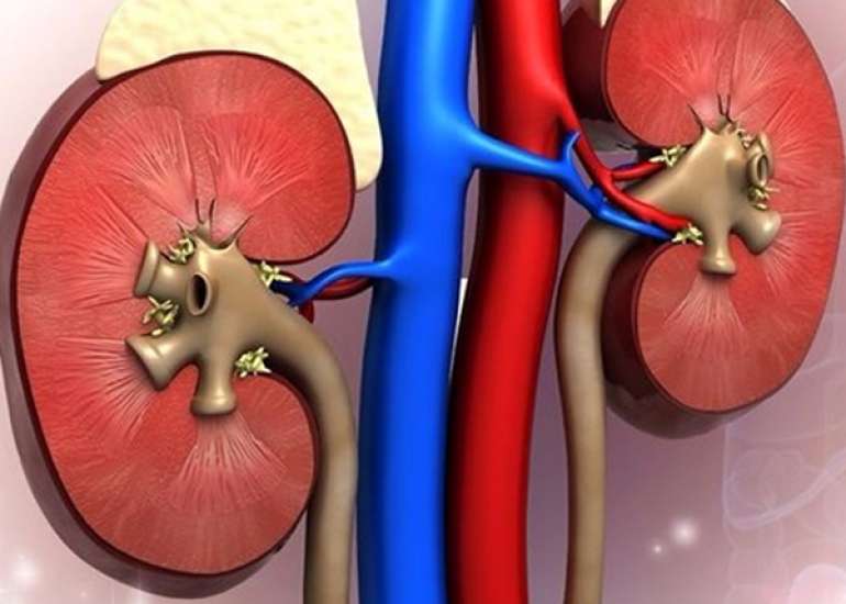 अधिवृक्क संकट क्या है? | What is Adrenal Crisis? 