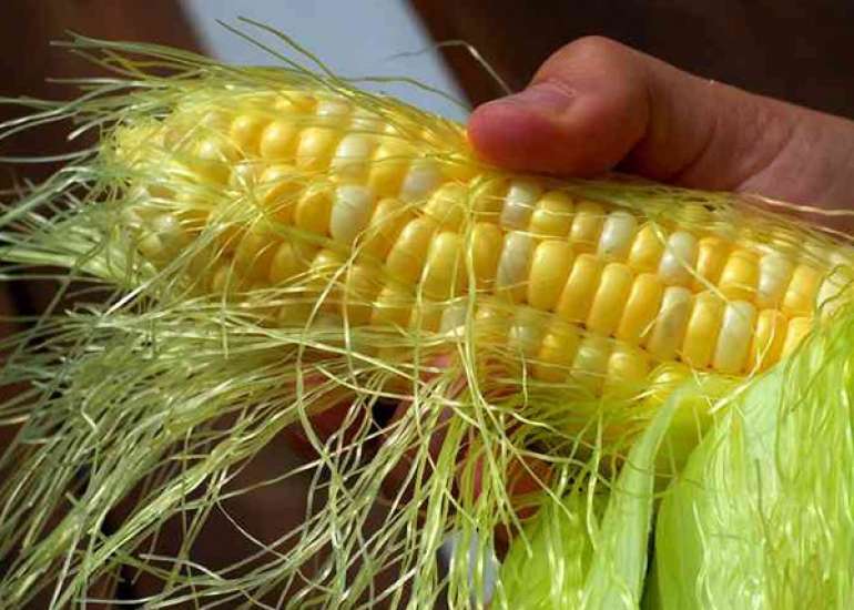 भुट्टे के बाल सेहत के लिए वरदान | Corn Silk Benefits in Hindi