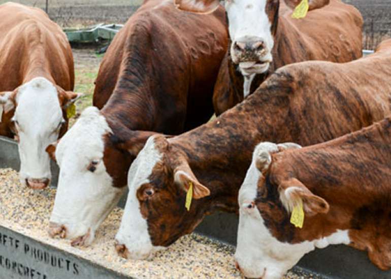 What are the common situations where antibiotics are used in animal husbandry?