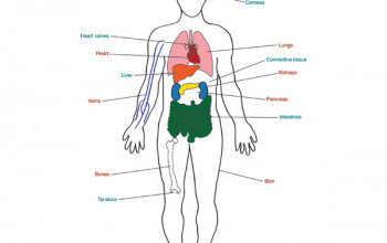 Image How many Organs can be Donated from one Body?