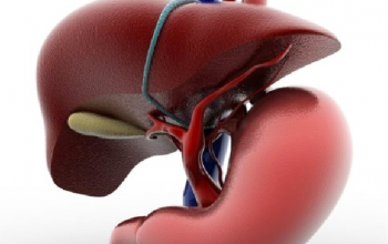 Image Role of de novo Lipogenesis and Hepatic Stellate Cells in Liver Diseases