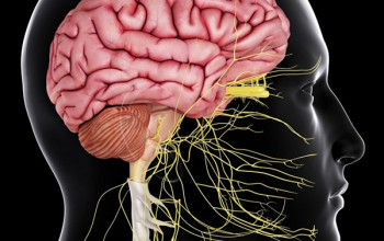 Image मस्तिष्क और तंत्रिका तंत्र व अन्य रोग || Brain and Nervous System in Hindi 