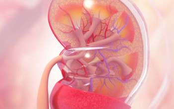 Image What are the tests included in kidney panel?