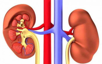 Image किडनी की सूजन – प्रकार, कारण, लक्षण, गंभीर स्थिति और बचाव|Kidney Inflammation in Hindi 