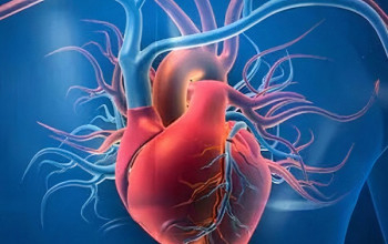 Image एंडोकार्टिटिस क्या है | Endocarditis in Hindi