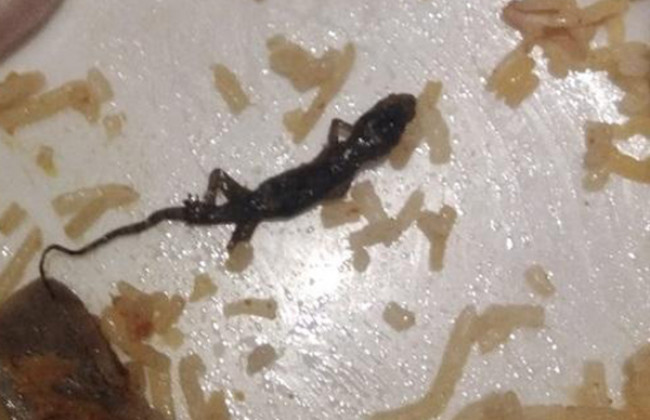 Image If a lizard accidentally gets cooked in food at a party, what should you do?