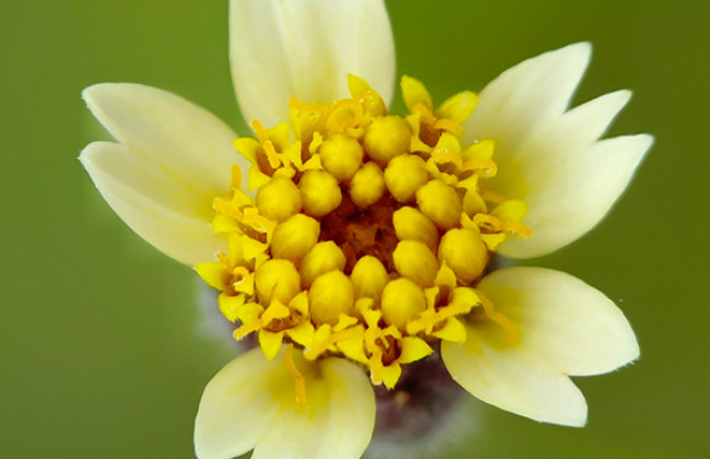 Image Tridax Procumbens: Natural Remedy to Accentuate Sexual Health in Men