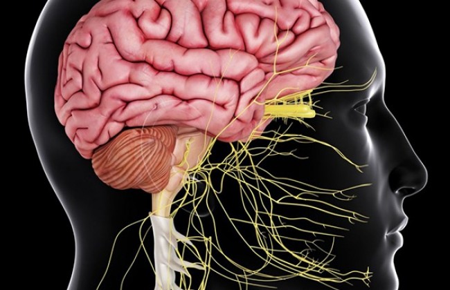मस्तिष्क और तंत्रिका तंत्र व अन्य रोग || Brain and Nervous System in Hindi 