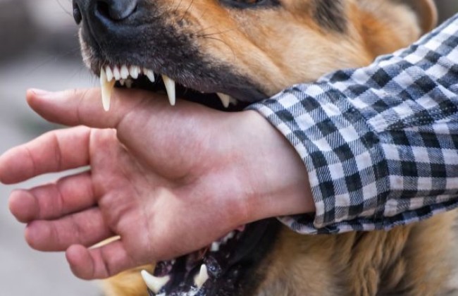 रेबीज क्या है? कारण, लक्षण और इलाज| Rabies in Hindi