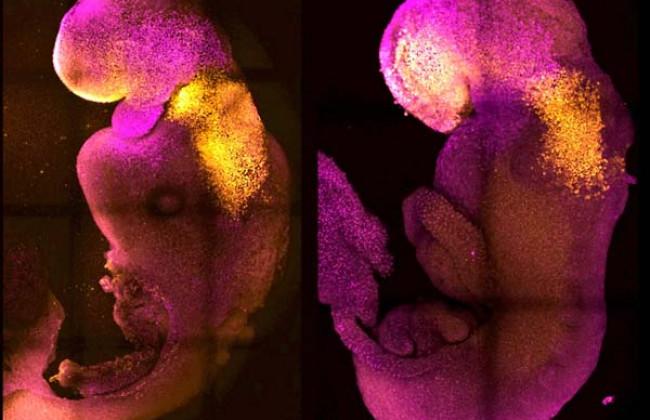 Image वैज्ञानिकों ने बिना वीर्य और अंडे के सिंथेटिक भ्रूण बनाया – धड़क रहा है दिल | Synthetic Embryo in Hindi