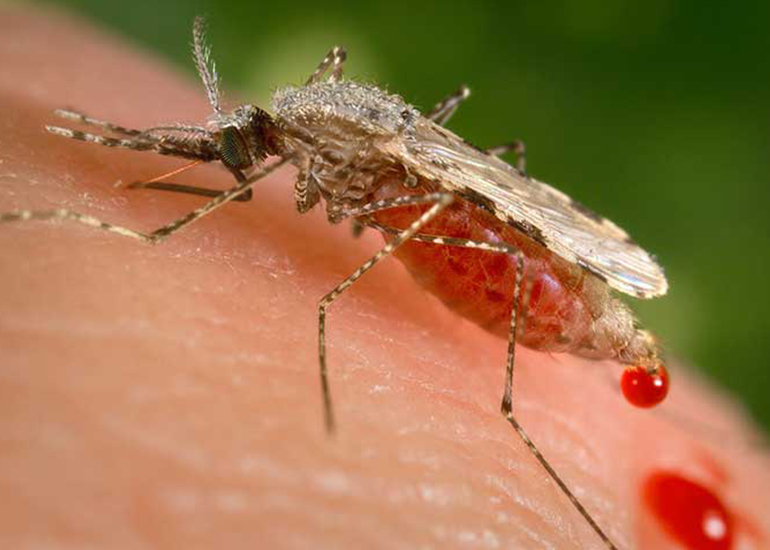 All About Dengue Fever - Can Doxycycline Help?