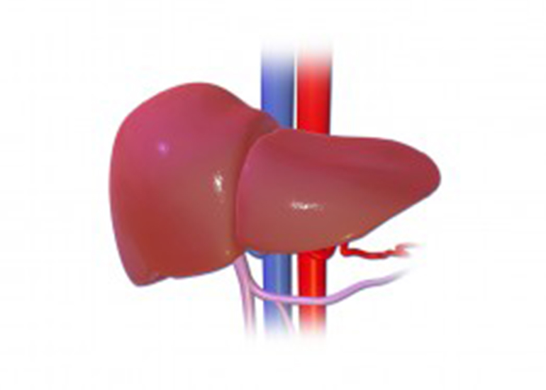 Evaluation of Liver Function Tests