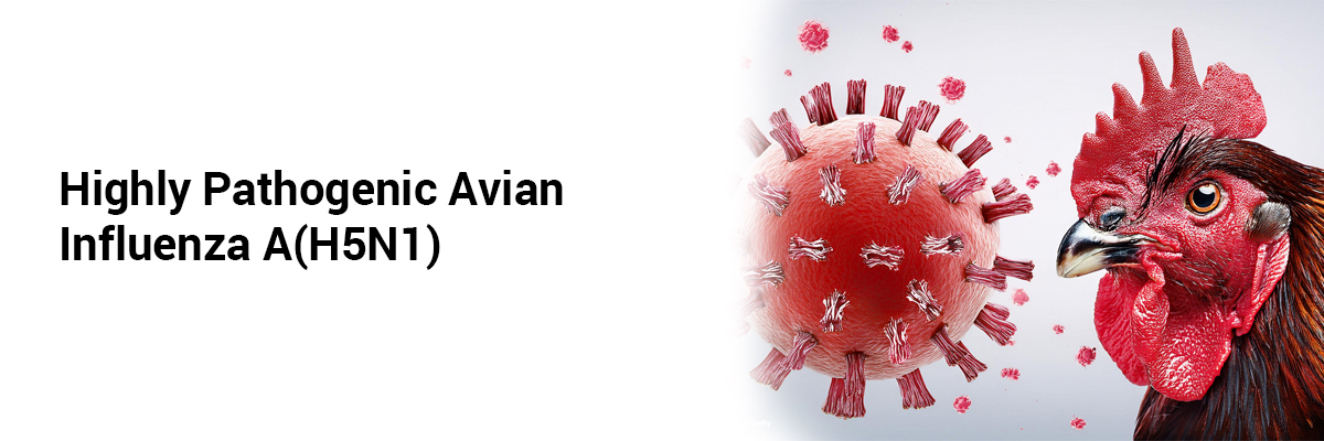 Highly Pathogenic Avian Influenza A(H5N1)