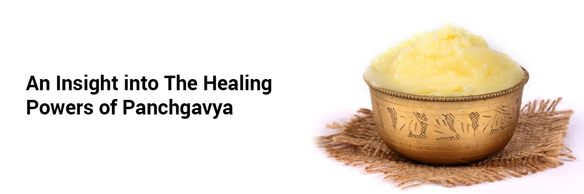 An Insight into the Healing Powers of Panchgavya