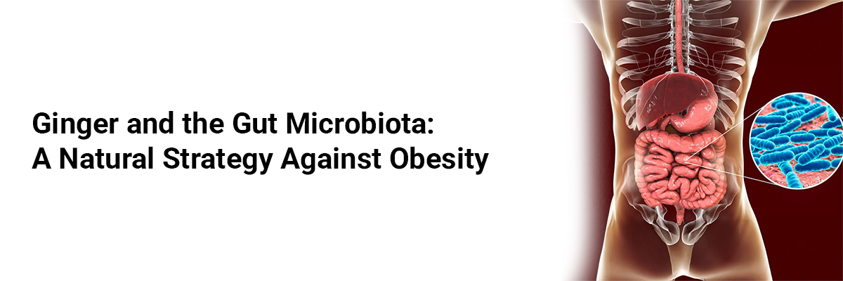 Ginger and the Gut Microbiota: A Natural Strategy Against Obesity