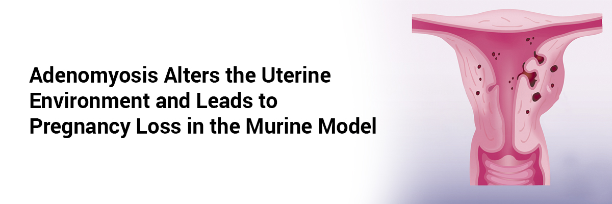 Adenomyosis Alters the Uterine Environment and Leads to Pregnancy Loss in the Murine Model