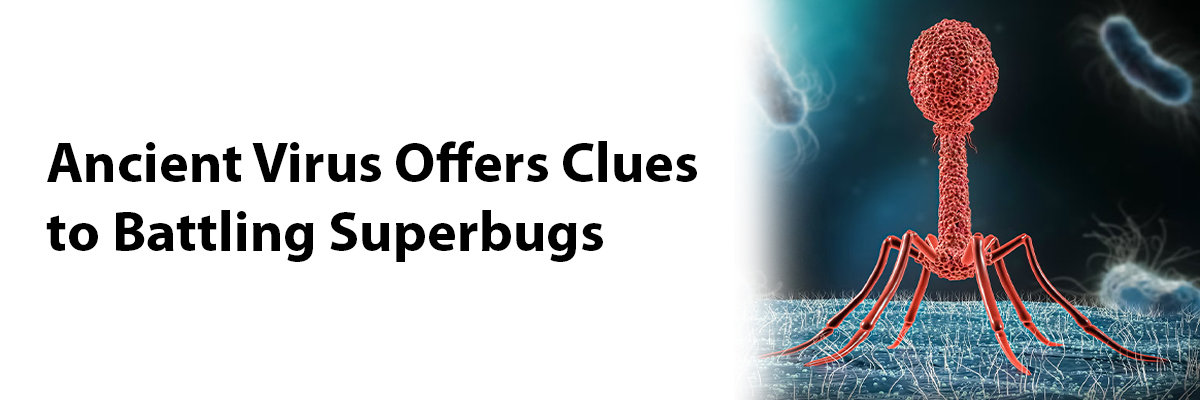 Ancient Virus Offers Clues to Battling Superbugs