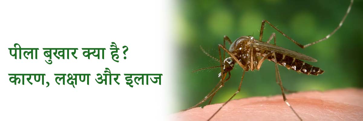 पीला बुखार क्या है? कारण, लक्षण और इलाज 