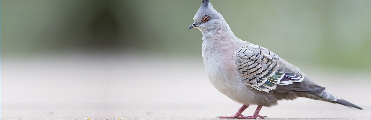 Is Bird Poop toxic to Humans?