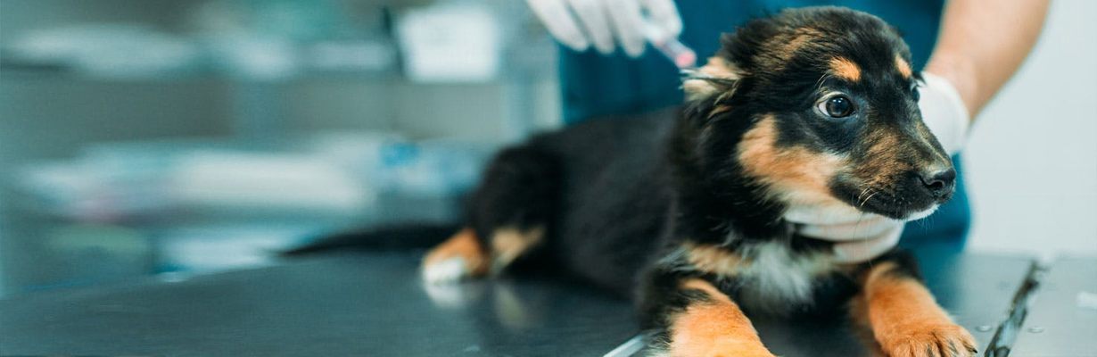 Do we give vaccination in animals other than rabies and if yes, what are these....?