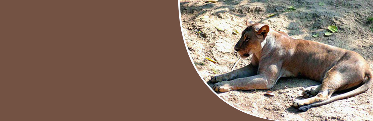 Do wild animals get heart attacks?
