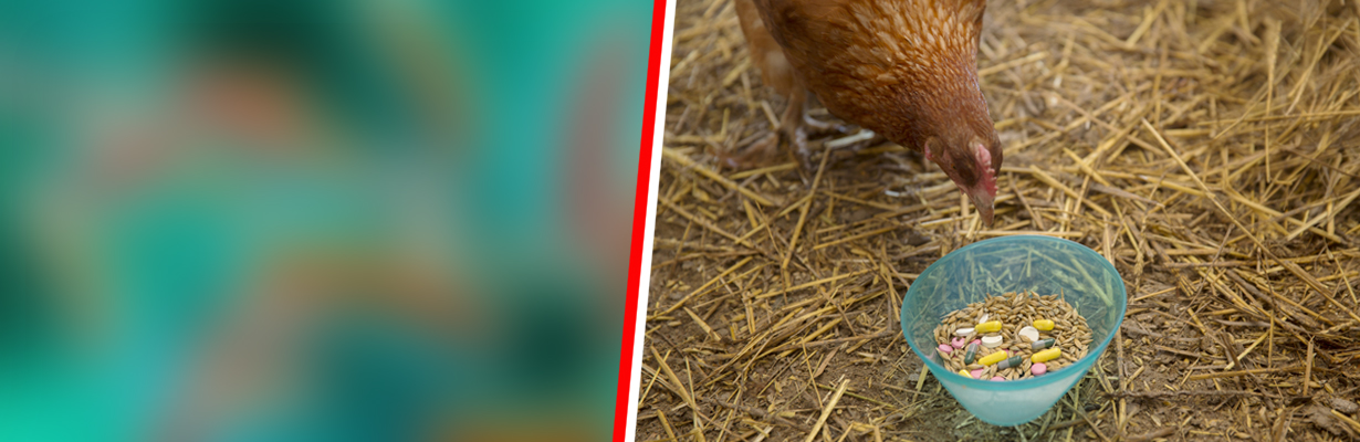 Harmful effect of Antibiotics in Animal Agriculture 