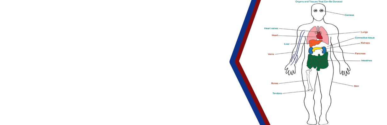 How many Organs can be Donated from one Body?