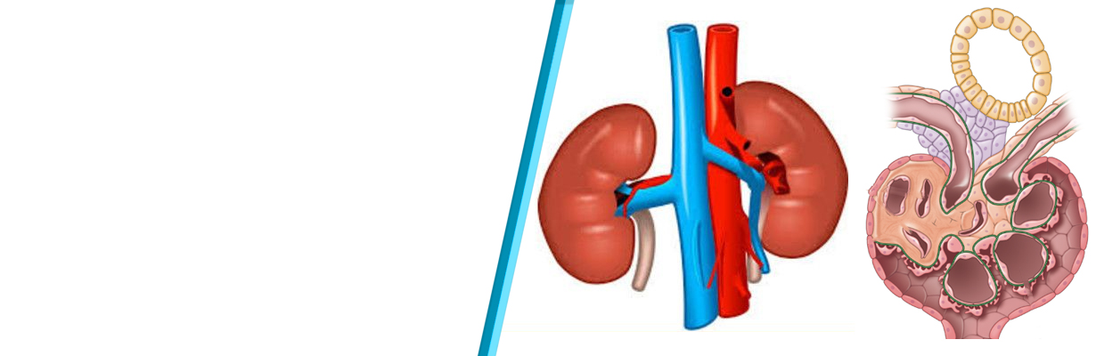 How to differentiate a glomerular and tubulointerstitial CKD?