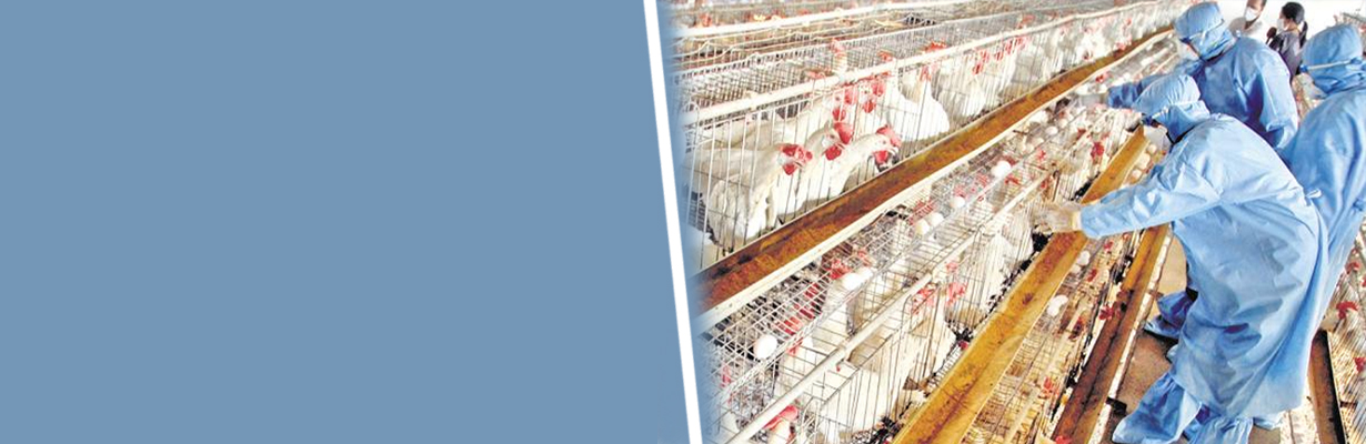 Is there any national policy regarding the use of colistin?