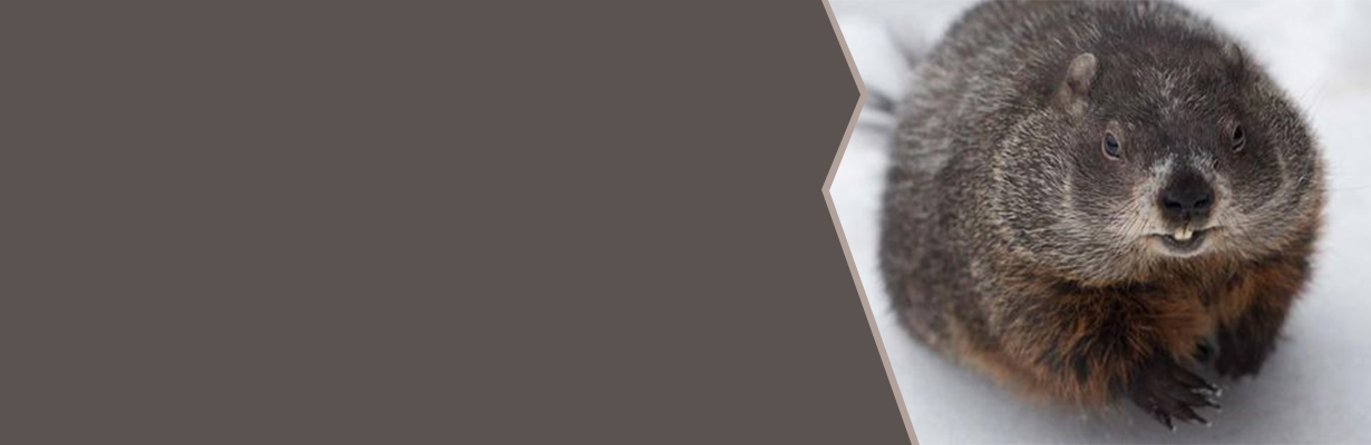 Is it necessary to give a rabies prophylaxis after a rodent bite?