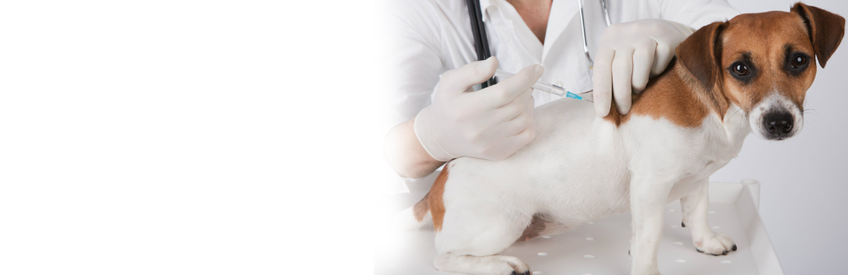 Rabies post exposure prophylaxis vaccine schedule?