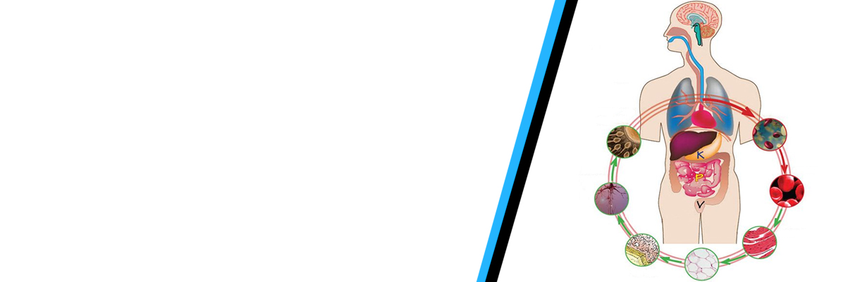 The Seven Dhatus (tissues) in Ayurvedic Medicine?