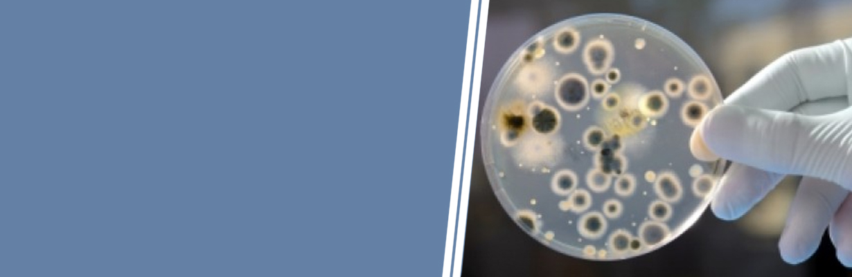 What are important bacterial zoonotic in India?